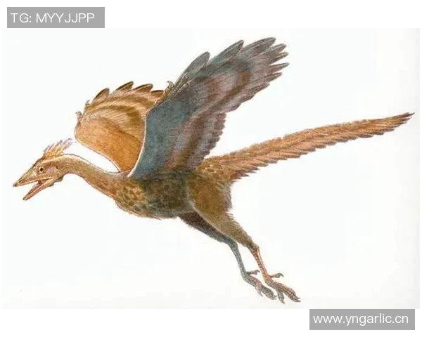 探索始祖鸟军版的设计灵感与功能特点解读